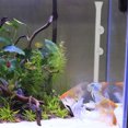 thumbnail image 2 of 1 Ensemble/2 Pcs Mangeoire à Crevettes avec Tube d'Alimentation en Verre de 35cm et Assiette d'Alimentation, 2 of 7