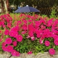 thumbnail image 2 of Parasol Extérieur pour Terrasse Parasol pour Plantes Parasol de Jardin Installation Pratique Pratique Parasol Multifonction pour Plantes Pare-Soleil Extérieur Intérieur Cour Pare-Soleil, 2 of 3