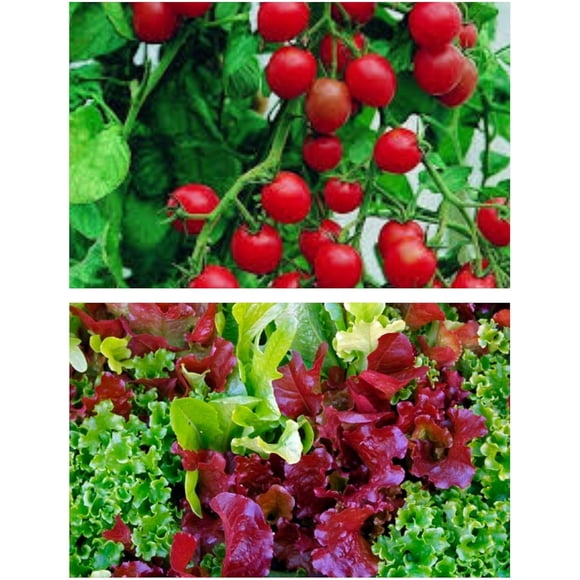 HIGHGW Tomato Seeds Heirloom Tomato and Lettuce Seeds Combo Pack 25+ Gardener s Delight Cherry Tomato Seeds Plus 1000+ Gourmet Blend Lettuce Seeds Perfect Companion Plants.