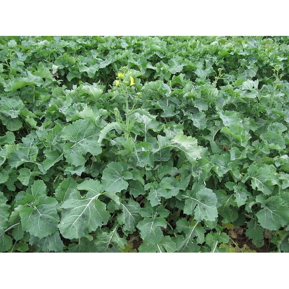 1000 Graines de Salade de HANOVER Chou Frisé de Printemps Lisse Sibérien Brassica Napus Légumes