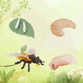 thumbnail image 1 of Agiferg Simulation Arthropod Life Cycle of a Spider Bee Ladybugs Model, 1 of 3