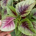 thumbnail image 2 of GSDWIUEW Graines Rouges d'Épinard Chinois – 500 Unités + Étiquette pour Plante, Graines de Légumes d'Amaranthus Tricolor pour la Plantation à la Maison, au Jardin et en Pots, 2 of 4