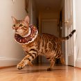 thumbnail image 3 of Collier de Récupération pour Chat Ajustable en Forme de Beignet, Collier Doux pour Prévention des Léches et Cou après Éclaboussure, 3 of 3