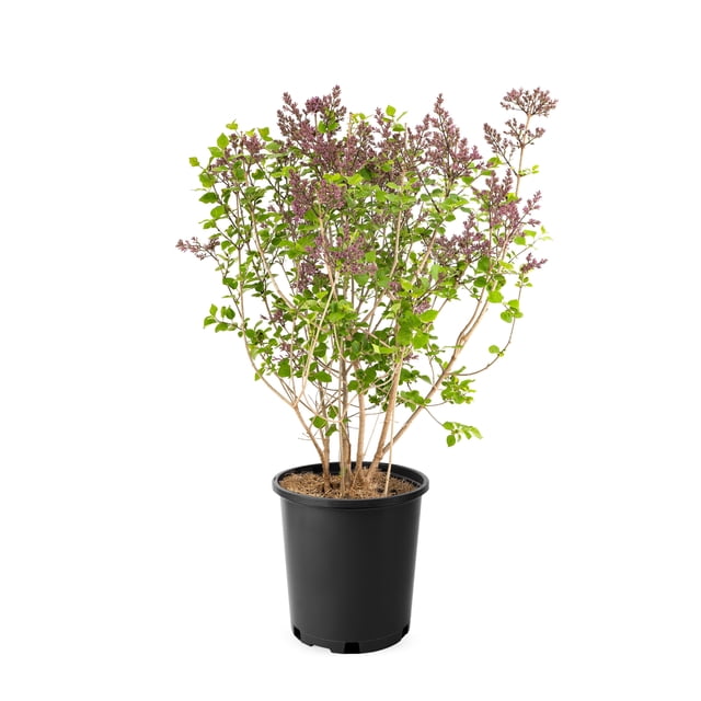 Lilas japonais Miss Kim 2 gal arbuste