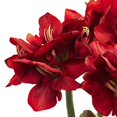 thumbnail image 2 of Nearly Natural Arrangement d'Amarylis avec Vase, Rouge 20 Po x 15 Po x 26 Po, 2 of 3