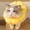 Yellow, variant on LSLJS Adjustable Cat Cone Collar Soft, Cat Recovery Collar, Pet Anti-Licking and Biting Collar Flower Ring Pet Dog Neck Ring Anti-Scratching Head Cover