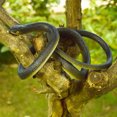 thumbnail image 2 of 80cm Realistic Appearance 3D Eyes Fake Snake Tricky Funny Spoof Artificial Snake Toy Halloween Gift, 2 of 7