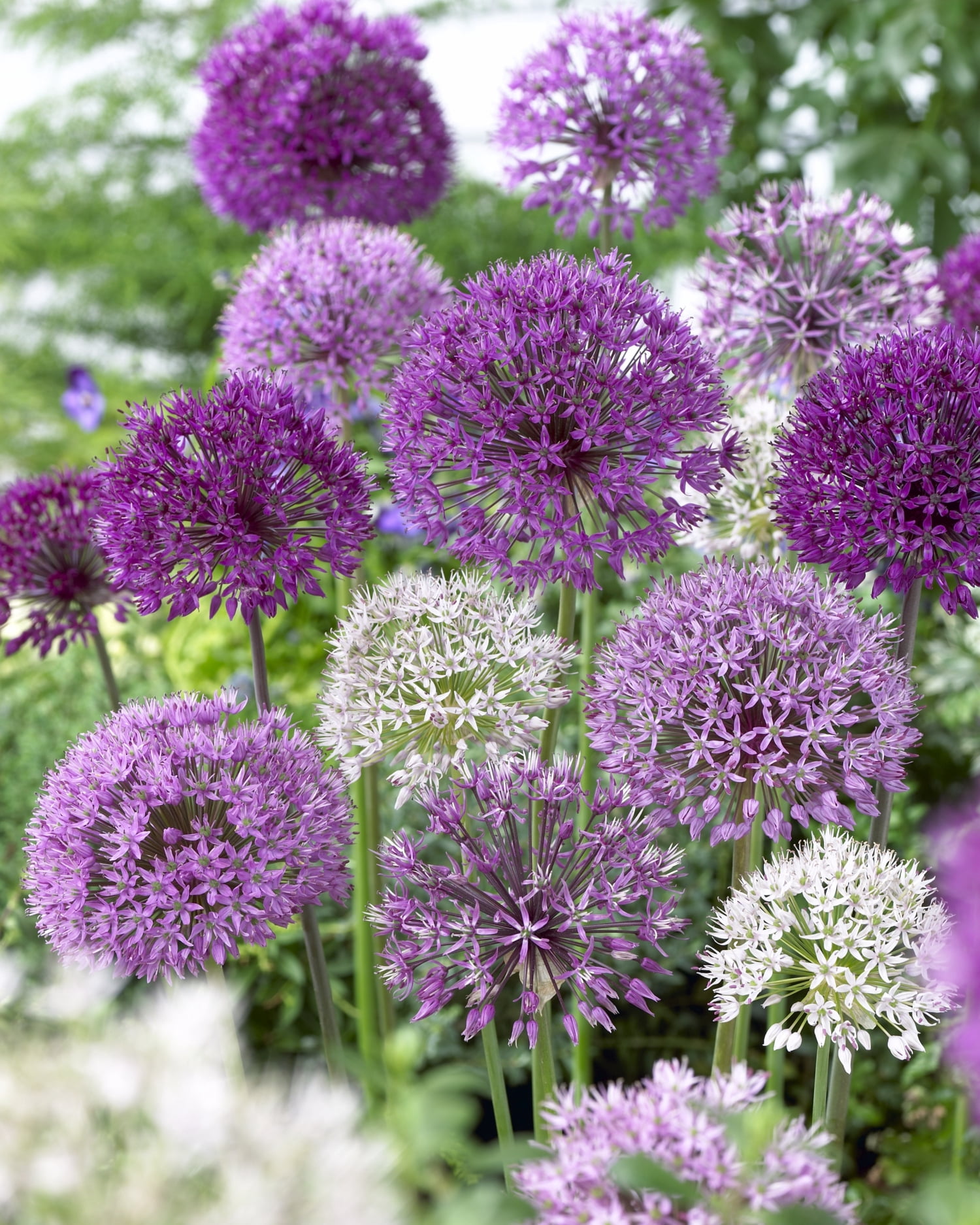 Tasc Allium Assorted Flower Bulbs – Perennial Spring-Blooming Ornamental Onion Bulbs