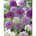 thumbnail image 1 of Tasc Allium Assorted Flower Bulbs – Perennial Spring-Blooming Ornamental Onion Bulbs, 1 of 2