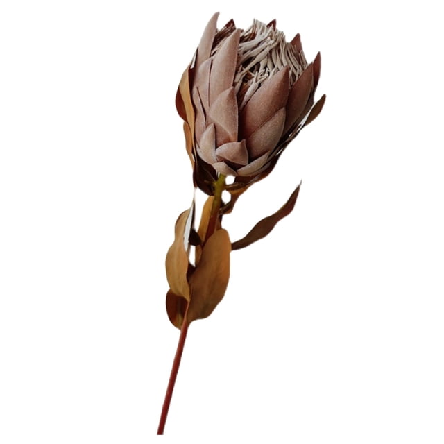 Flowers - Flowers for Home - Dried South African Flower 1969 Inch