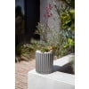 thumbnail image 4 of 6'' PLNTR GREY - FRENCH, 4 of 8