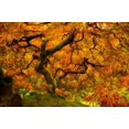 thumbnail image 1 of Wild Fire Poster Print by Natalie Mikaels (24 x 36), 1 of 1