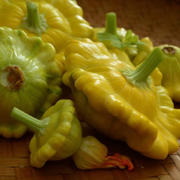 GSDWIUEW 70 Gelber Englisher Bush Summer Squash Seeds Rare Heirloom Yellow Squash Variety Vegetable Seeds for Planting Compact Garden Bush Squash