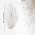 thumbnail image 4 of 10 Pcs Natural Ostrich Feather Craft Plume - For Wedding Centerpieces Home Decoration (White), 4 of 4