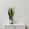 thumbnail image 3 of Sansevieria Plant, 3 of 3