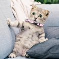 thumbnail image 3 of Print Cat Collar Breakaway Collar With (Colorful Woven Nylon Pet Neckband), 3 of 3
