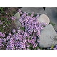 thumbnail image 1 of 100 Graines de Thym Grimpant Walk On Me Thymus Serpyllum Herbe Fleur, 1 of 4