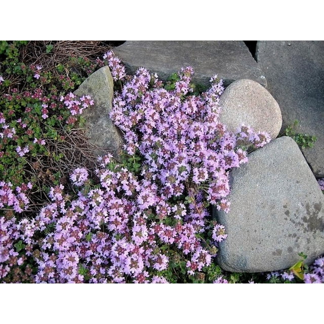 100 Graines de Thym Grimpant Walk On Me Thymus Serpyllum Herbe Fleur Montrées Grandissant entre les Pierres. les Fleurs Violettes s'Épanouissent en Grappes, Entourées d'Un Feuillage Vert. Idéal pour la Couverture du Sol Ou un Aménagement Paysager à Faible Entretien, Convient à la Plantation Extérieure dans les zones de Rusticité 4-10, avec des Besoins de Lumière d'Un Soleil Complet et des conditions de Sol Moyennes à Sèches.