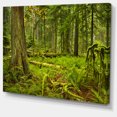 thumbnail image 2 of Lush Rainforest in Cathedral Grove - Landscape Canvas Art Print, 2 of 4