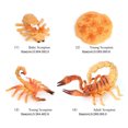 thumbnail image 1 of pitrice 1 Set Spade Worm Model Premium Plastic Material Meaningful Insect Figurines Early Educational Growing Models for School Project scorpion type 1, 1 of 6