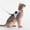 Purple_Base#24659, variant on Escape Proof Reflective Cat Harness and Leash Set with GPS Tracker Pouch for Small Cats