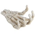 thumbnail image 1 of Plastic Skeleton Hands,Halloween Skeleton Hands High Human Hand Skeleton Model Halloween Skeleton Hands Ultra Responsive, 1 of 14