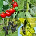 thumbnail image 1 of Filet de Jardinage en Polyester pour Plantes, Filet Carré pour Grimper, 1 of 7