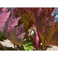 thumbnail image 5 of 25 Seeds VICTORIA RHUBARB aka Pieplant Rheum Rhabarbarum Perennial Fruit Vegetable Seeds, 5 of 5