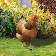 thumbnail image 4 of Poultry Decoration Yard Insert Rooster Acrylic Sticker Yard Art Decoration Yard Decoration Acrylic Double Sided Printed Party Cards Animal Garden Decoration, 4 of 4