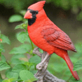 thumbnail image 2 of Hi-Line Gift Ltd Cardinal sur une Branche Statue, 2 of 4