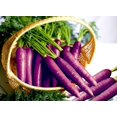 thumbnail image 1 of GSDWIUEW Purple Carrot Seeds for Planting Around 100 Seeds, 1 of 8
