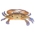 thumbnail image 3 of Modèle Crabe Animal Marin Figurine Modèle Océan Jouet Modèle Éducatif Jouets d'Animaux pour Enfants, 3 of 8