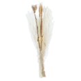 thumbnail image 4 of DOLITY 30Pcs Natural Dried Pampas Grass Bunch Bouquet Phragmites Reed Flower Decoration B, 4 of 6