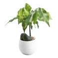 thumbnail image 1 of Binwennn Metal Flower with Handles Terracotta Planter Mini Colourful Round Flower Pots Home Planter, 1 of 1