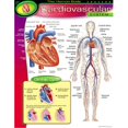 thumbnail image 1 of Trend Enterprises Inc. T-38090 Tableau Système Cardiovasculaire, 1 of 1