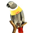 thumbnail image 3 of Bird Recovery Collar Adjustable - Bowknot Parrot Neck Cone Bird Plucking Collar, 3 of 10