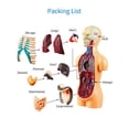thumbnail image 4 of Human Body Model Organs Simple Assembly Learning Tool Kit Anatomy Model Display STEM Educational Gift Teaching Supplies, 4 of 6