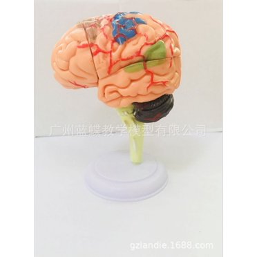 Yeacher 4DMaster 4D assembled human anatomy model medical model brain model brain structure model 9.3