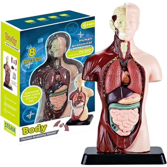 SURJDE Human Body Model for Kids Educational Science Kits Realistic Human Anatomy Model Toy with 6 Pcs Removable Organ Parts Interactive Human Body Toy for Kids Aged 6+ Gifts