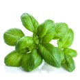 thumbnail image 1 of Seeds are Easy-Basil Herb, 1 of 2