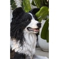 thumbnail image 2 of BORDER COLLIE Couché, 2 of 4