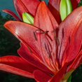thumbnail image 2 of GSDWIUEW Lily Bulbs-2 or 4 Bulbs per Package Cold-Resistant Perennial Bulbs for Gardens, Easy-Grow. (Red,2), 2 of 4