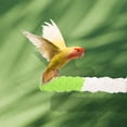 thumbnail image 4 of Bird Parrot Stand Perch Standing Pole Bird Perch Bird Toys for Parrots Bird Cage Accessories, 4 of 8