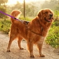 thumbnail image 2 of Heavy Duty Dog Tie Out Leash with Swivel for Large Dogs Outdoor Yard Camping Runner Secure Tethering, 2 of 4