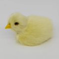 thumbnail image 3 of Réaliste Poussin Décora Animal Poupée Simulation Poulet Modèle Peluche Pâques Cadeau, 3 of 4