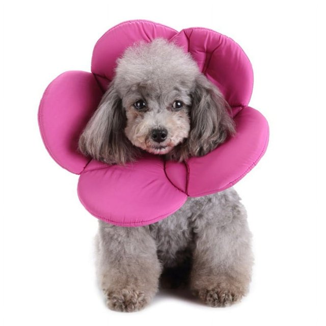 Collier Fleur pour Chat Chien Anti-Morsure Beauté Protecteur Réglable Anneau de Protection