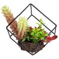 thumbnail image 4 of Northlight 5.5" Artificial Succulent Arrangement in Black Metal Wire Frame, 4 of 5
