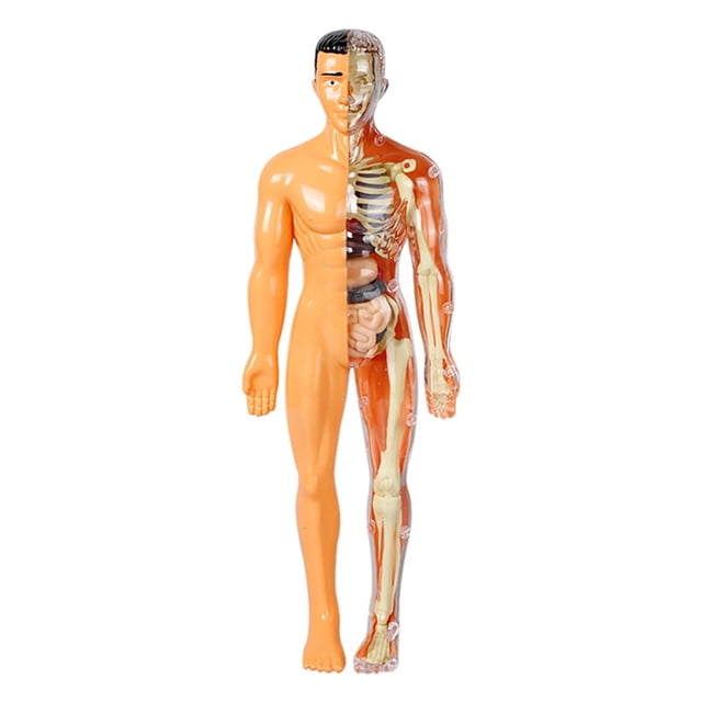 Human Body Simulation Organ Model Children‘S Toys Organ Bone Structure Cognitive Science Education Puzzle Diy Model Teaching
