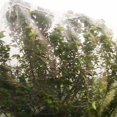 thumbnail image 2 of Filet de Protection des Plantes, Pratique, Solide et Durable, Serre pour Parc de Plantes en Pot, 2 of 8