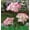 Pink, variant on RXIRUCGD Solar Lantern LED Decorative Outdoor Lamp Flower Lantern Solar Light